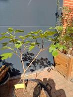 Ficus 'brown turckey', Tuin en Terras, Planten | Fruitbomen, Ophalen