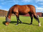 Mega lieve Fokmerrie /recreatie, Dieren en Toebehoren, Paarden en Pony's | Dekhengsten en Fokmerries, Merrie