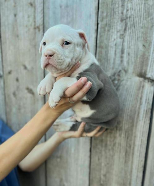 Mooie Amerikaanse Stafford pup ( reutje), Dieren en Toebehoren, Honden | Jack Russells en Terriërs, Meerdere dieren, American Staffordshire Terriër