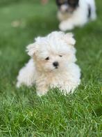 Maltezer pupjes, België, Maltezer, CDV (hondenziekte), 8 tot 15 weken
