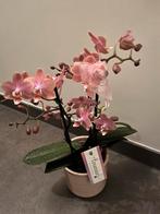 Orchidee Aromio, Huis en Inrichting, Kamerplanten, Ophalen of Verzenden
