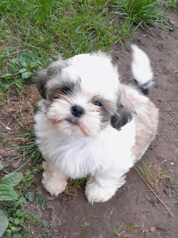 Shihtzu pup zoekt een warme thuis disponible aux enchères