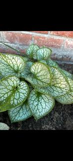 Brunnera ‘Jack Frost’, Tuin en Terras, Planten | Tuinplanten, Ophalen, Bodembedekkers, Vaste plant, Halfschaduw