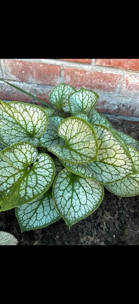 Brunnera ‘Jack Frost’, Tuin en Terras, Planten | Tuinplanten, Vaste plant, Bodembedekkers, Halfschaduw, Lente, Ophalen