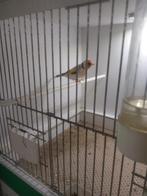 Putters te koop, Dieren en Toebehoren