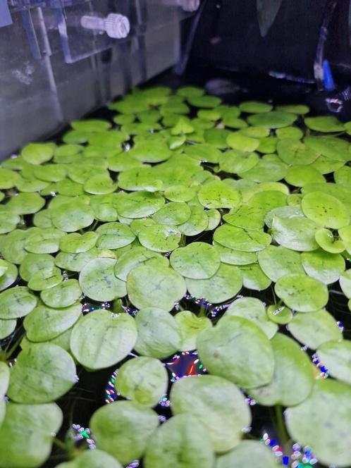 Limnobium Laevifolium, Dieren en Toebehoren, Vissen | Aquaria en Toebehoren, Nieuw, Plant(en), Steen of Hout, Ophalen