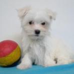 Bichon Maltais - chiots Belges à vendre, Parvovirose, Plusieurs, Belgique, 8 à 15 semaines