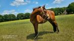 BWP D-pony, Dieren en Toebehoren, Paarden, Merrie
