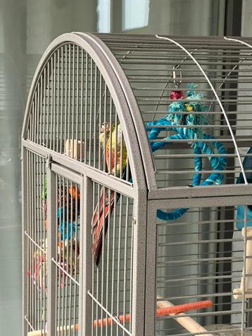 Grote vogelkooi 6 maand oud beschikbaar voor biedingen