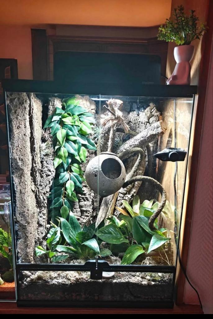Repto terra sky 45x45x60+ wimpergekko, Animaux & Accessoires, Reptiles & Amphibiens | Accessoires, Enlèvement