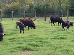 Dexter koeien, Dieren en Toebehoren, Runderen, Meerdere dieren, 0 tot 2 jaar