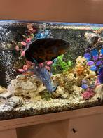 Zeer grote  pauwoogcichlide,, Dieren en Toebehoren, Vissen | Aquariumvissen