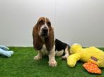 Basset Hound pups, Dieren en Toebehoren, Honden | Beagles, Bassets en Lopende honden, België, Basset, 8 tot 15 weken, CDV (hondenziekte)