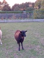 Ouessant ooi zwart, Dieren en Toebehoren, Vrouwelijk, Schaap, 0 tot 2 jaar