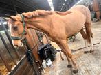 Scheren van paarden/pony’s, Dieren en Toebehoren, Paarden