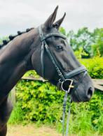 5jarige Lord Europe ruin, Ruin, Dressuurpaard, Zadelmak, Gechipt