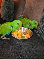 Te koop, Dieren en Toebehoren, Vogels | Parkieten en Papegaaien, Geringd