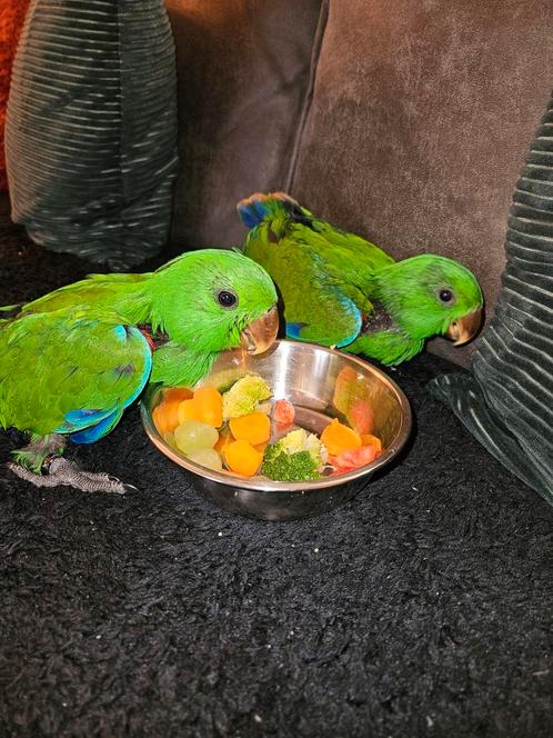 Te koop, Dieren en Toebehoren, Vogels | Parkieten en Papegaaien, Geringd