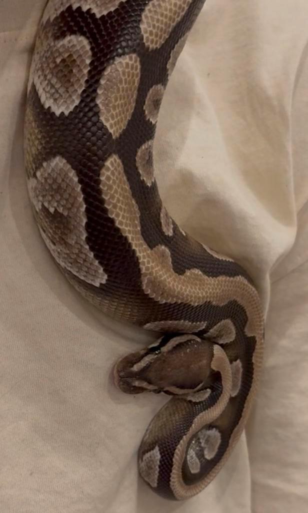 Femelle python regius, Animaux & Accessoires, Reptiles & Amphibiens | Accessoires, Utilisé, Terrarium ou Paludarium, Enlèvement