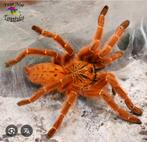 Pterinochilus murinus, Animaux & Accessoires, Araignée ou Scorpion