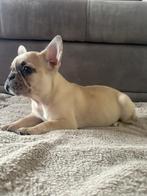 Beaux chiots bouledogues français, Bouledogue, Plusieurs, Hépatite contagieuse (maladie de Rubarth), Belgique