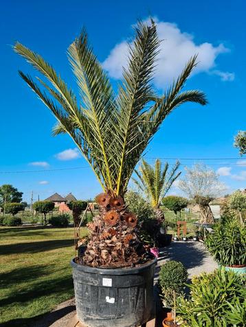 Phoenix Canariensis - dadelpalm  beschikbaar voor biedingen