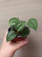 Scindapsus pictus exotica, Ophalen of Verzenden