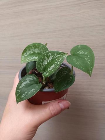 Scindapsus pictus exotica  beschikbaar voor biedingen