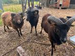 Gratis - Ouessant en Soay rammen (2x) zoeken nieuwe thuis, Dieren en Toebehoren, Schaap