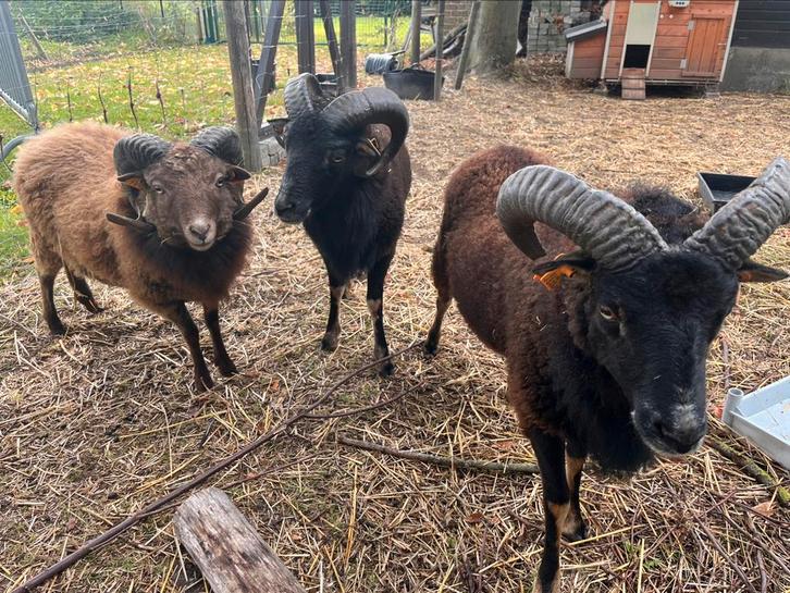 Gratis - Ouessant en Soay rammen (2x) zoeken nieuwe thuis, Dieren en Toebehoren, Schapen, Geiten en Varkens, Schaap