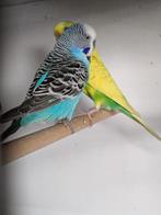 Jong koppeltje grasparkieten - 2025 - als koppel te koop, Dieren en Toebehoren, Meerdere dieren, Parkiet