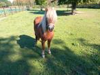 Vos pony prachtige merrie 88cm zoekt nieuwe weide, Onbeleerd, Merrie, Gechipt, 3 tot 6 jaar