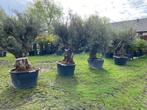 Mediteraanse sfeer op terras/of in de tuin/Nieuw olijfbomen, In pot, Olijfboom, Zomer, Volle zon