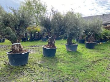 Mediteraanse sfeer op terras/of in de tuin/Nieuw olijfbomen