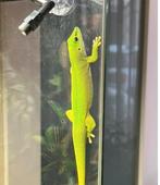Daggekko mannetje, Dieren en Toebehoren, Reptielen en Amfibieën, Hagedis, 0 tot 2 jaar