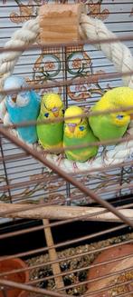 Vogels, Dieren en Toebehoren, Vogels | Parkieten en Papegaaien