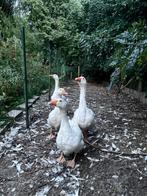 Ganzen, Dieren en Toebehoren, Pluimvee, Meerdere dieren, Gans of Zwaan