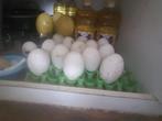 Chlomoglory broed eieren.
