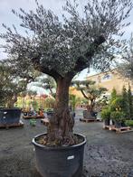 Olijfboom Olea Europaea Bonsai Met hoge stam, Tuin en Terras, Ophalen, Olijfboom