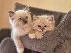 2 ragdoll kittens (broers) met stamboom  zoeken 4-ever home, Chat, Vermifugé, 0 à 2 ans