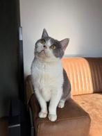 britse korthaar Poes, Dieren en Toebehoren, Poes, Gechipt, 6 jaar of ouder