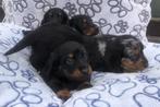 Teckel langharige dwerg teckel pups, Dieren en Toebehoren, Honden | Teckels en Dashonden, CDV (hondenziekte), Langhaar, 8 tot 15 weken