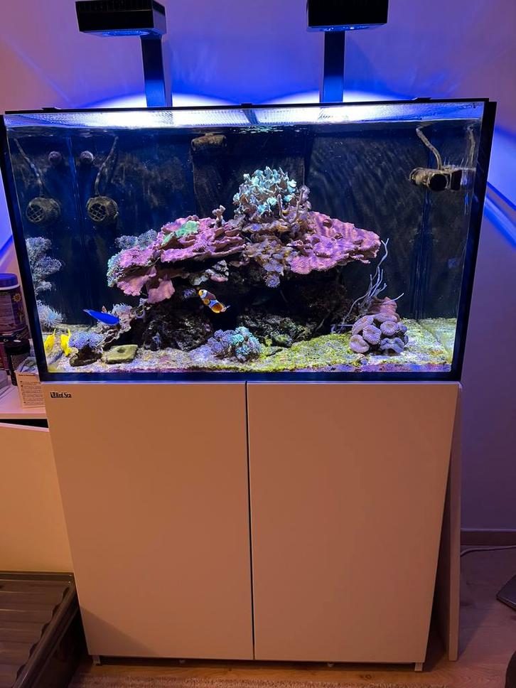 aquarium marin complet avec coraux & poissons, Animaux & Accessoires, Poissons | Aquariums & Accessoires, Comme neuf, Aquarium d'eau de mer rempli
