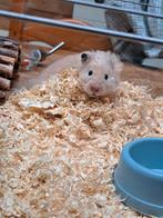 Lief hamsterke zoekt nieuw huisje(gratis), Dieren en Toebehoren, Knaagdieren, Hamster, Vrouwelijk, Tam, September