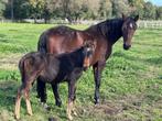 Drachtige Fokmerrie met veulen, Dieren en Toebehoren, Paarden, Merrie, Gechipt