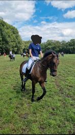 Brave D-pony te koop, Dieren en Toebehoren, Pony's, Gechipt, B, Ruin, 11 jaar of ouder
