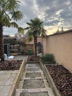Trachycarpus winterharde palmboom, Tuin en Terras, Planten | Bomen, Ophalen, Palmboom