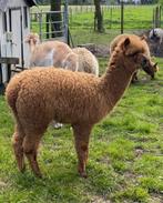 3 Alpaca veulens.