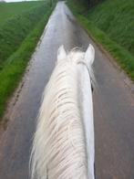 10 jarige ruin, Dieren en Toebehoren, Paarden, Gechipt, Z, 7 tot 10 jaar, Ruin