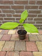 Magnolia macrophylla – Grootbladige Magnolia, Jardin & Terrasse, Plantes | Jardin, Enlèvement